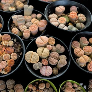 Lithops Live Plants - Colorful Living Stone Succulents for Indoor & Outdoor - Image 4