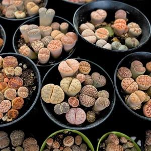 Lithops Live Plants - Colorful Living Stone Succulents - 10 to 50 Plants - Image 4
