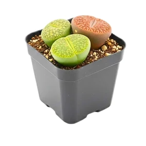Lithops Live Plants - Colorful Living Stone Succulents for Indoor & Outdoor - Image 5