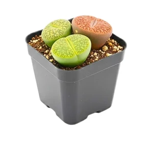 Lithops Live Plants - Colorful Living Stone Succulents - 10 to 50 Plants - Image 5