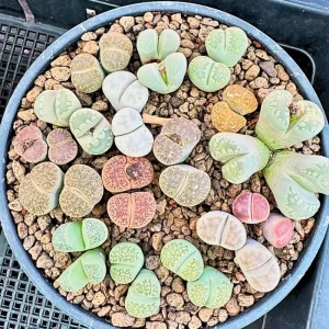 Lithops Live Plants - Colorful Living Stone Succulents - 10 to 50 Plants - Image 6
