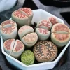 Lithops Live Plants - Colorful Living Stone Succulents - 10 to 50 Plants - Image 1