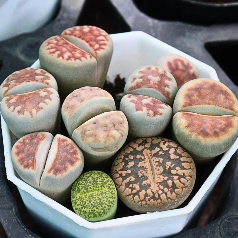 Lithops Live Plants - Colorful Living Stone Succulents - 10 to 50 Plants - Image 1