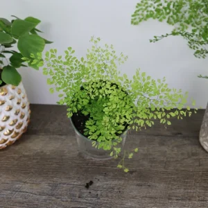 Little Lady Maidenhair Fern Live Plant 4 Inch Pot - Adiantum microphyllum - Image 3