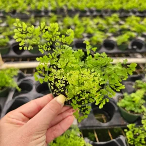 Little Lady Maidenhair Fern Live Plant 4 Inch Pot - Adiantum microphyllum - Image 5
