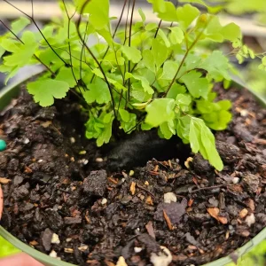 Little Lady Maidenhair Fern Live Plant 4 Inch Pot - Adiantum microphyllum - Image 6