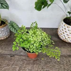 Little Lady Maidenhair Fern Live Plant 4 Inch Pot - Adiantum microphyllum - Image 7