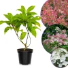Little Quick Fire Hydrangea Live Plant – Tree Form – Quart Pot – 1 Year Old – Outdoor Shrub - Image 1
