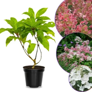 Little Quick Fire Hydrangea Live Plant – Tree Form – Quart Pot – 1 Year Old – Outdoor Shrub - Image 1