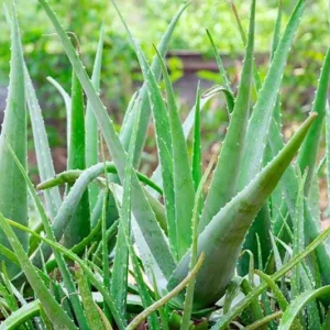 Live Aloe Vera Plant - 4 Inch Pot - Succulent - Aloe barbadensis miller - Indoor/Outdoor - Image 2
