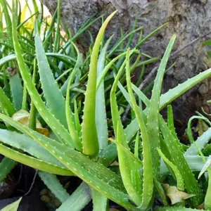 Live Aloe Vera Plant - 4 Inch Pot - Succulent - Aloe barbadensis miller - Indoor/Outdoor - Image 3