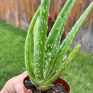 Live Aloe Vera Plant - 4 Inch Pot - Succulent - Aloe barbadensis miller - Indoor/Outdoor - Image 5