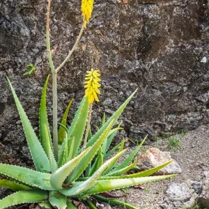 Live Aloe Vera Plant - 4 Inch Pot - Succulent - Aloe barbadensis miller - Indoor/Outdoor - Image 6