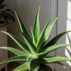 Live Aloe Vera Plant - 4 Inch Pot - Succulent - Aloe barbadensis miller - Indoor/Outdoor - Image 1