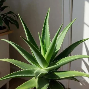 Live Aloe Vera Plant - 4 Inch Pot - Succulent - Aloe barbadensis miller - Indoor/Outdoor - Image 1