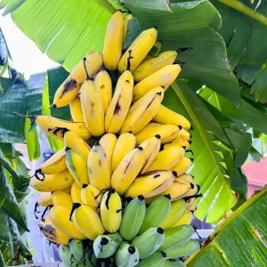 Live Banana Plant 4-6 Inch Tall - Tropical Indoor/Outdoor Tree for Garden & Patio - Image 2