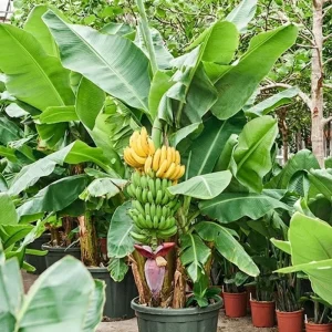 Live Banana Plant 4-6 Inch Tall - Tropical Indoor/Outdoor Tree for Garden & Patio - Image 3