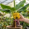 Live Banana Plant 4-6 Inch Tall - Tropical Indoor/Outdoor Tree for Garden & Patio - Image 1