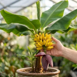 Live Banana Plant 4-6 Inch Tall - Tropical Indoor/Outdoor Tree for Garden & Patio - Image 1