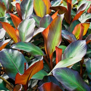 Live Banana Plant 4-6 Inch Tall - Tropical Indoor/Outdoor Tree for Garden & Patio - Image 4