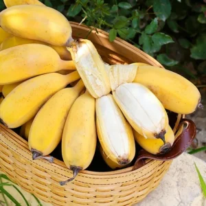 Live Banana Plant 4-6 Inch Tall - Tropical Indoor/Outdoor Tree for Garden & Patio - Image 5