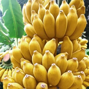 Live Banana Plant 4-6 Inch Tall - Tropical Indoor/Outdoor Tree for Garden & Patio - Image 6