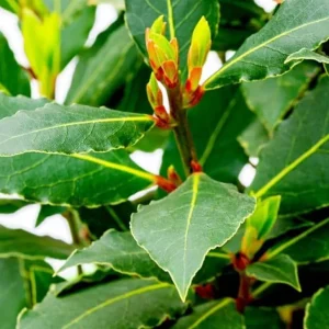 Live Bay Leaf Tree – Laurus Nobilis – 12 Inch Tall Culinary Herb Plant in 3-4 Inch Pot - Image 2