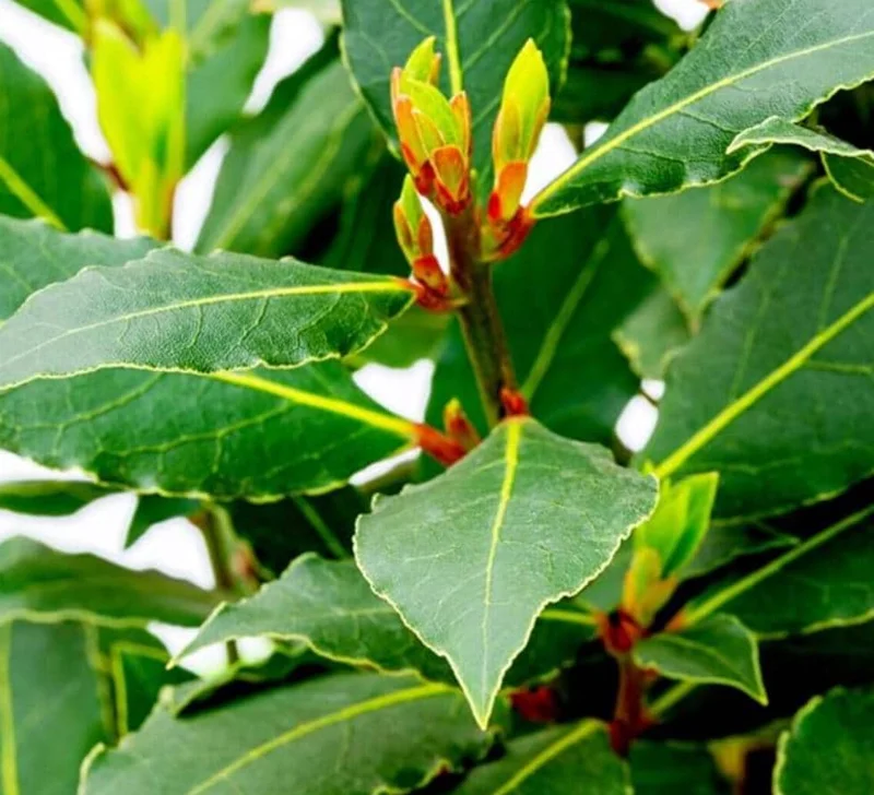 Live Bay Leaf Tree – Laurus Nobilis – 12 Inch Tall Culinary Herb Plant in 3-4 Inch Pot - Image 2