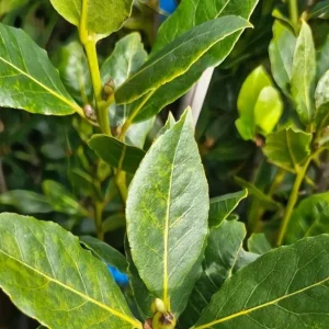 Live Bay Leaf Tree – Laurus Nobilis – 12 Inch Tall Culinary Herb Plant in 3-4 Inch Pot - Image 3