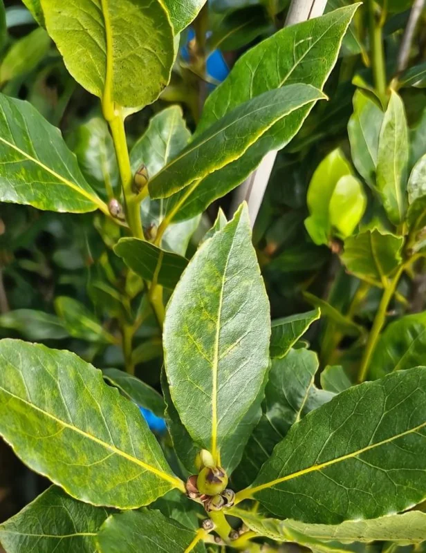 Live Bay Leaf Tree – Laurus Nobilis – 12 Inch Tall Culinary Herb Plant in 3-4 Inch Pot - Image 3