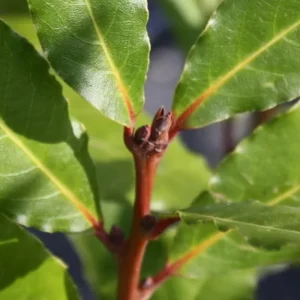 Live Bay Leaf Tree – Laurus Nobilis – 12 Inch Tall Culinary Herb Plant in 3-4 Inch Pot - Image 4