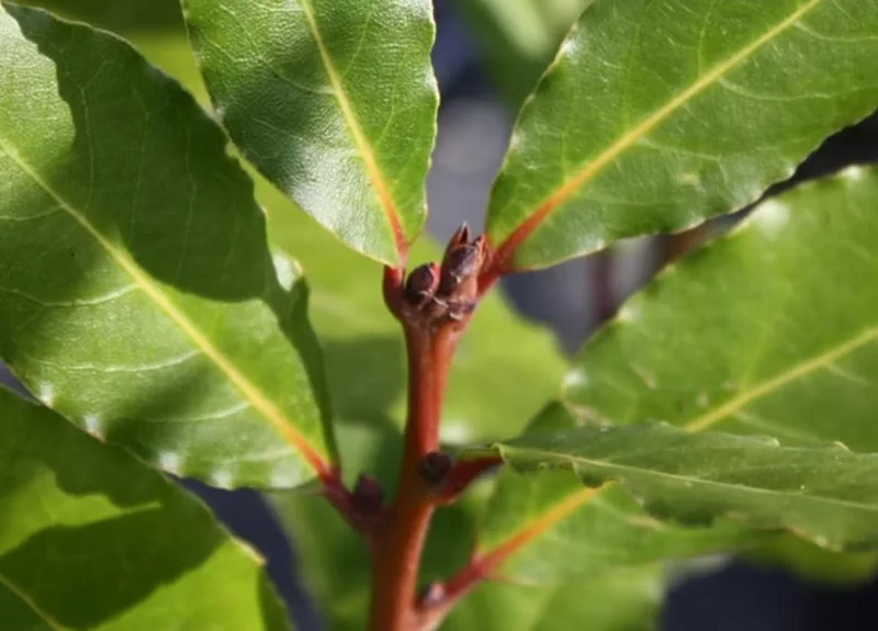 Live Bay Leaf Tree – Laurus Nobilis – 12 Inch Tall Culinary Herb Plant in 3-4 Inch Pot - Image 4