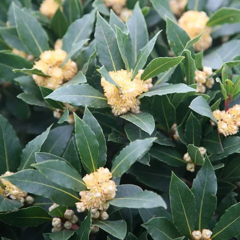 Live Bay Leaf Tree – Laurus Nobilis – 12 Inch Tall Culinary Herb Plant in 3-4 Inch Pot - Image 5