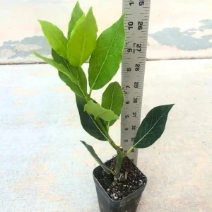 Live Bay Leaf Tree – Laurus Nobilis – 12 Inch Tall Culinary Herb Plant in 3-4 Inch Pot - Image 6