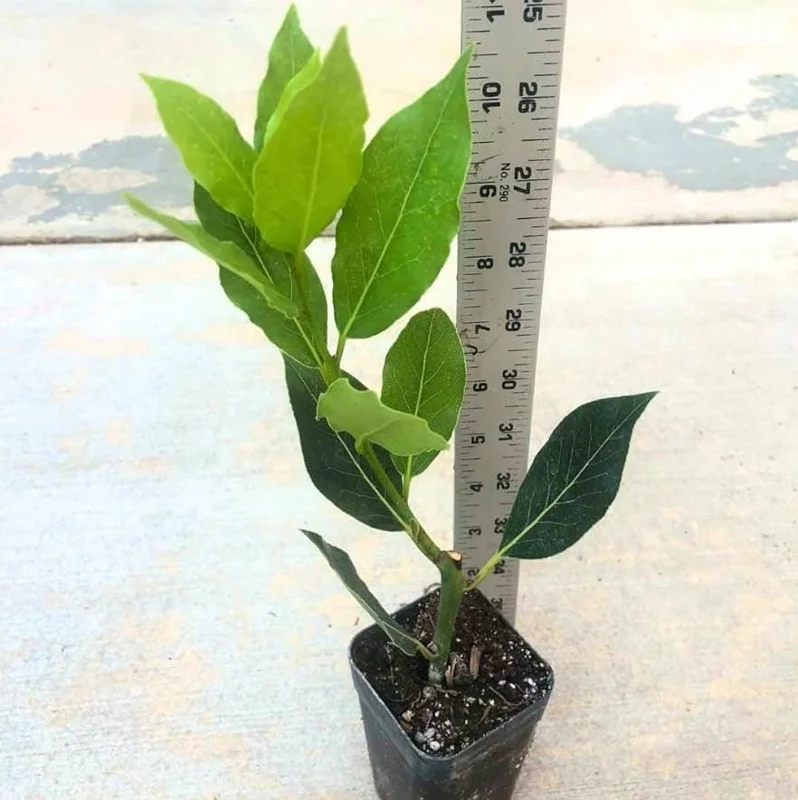 Live Bay Leaf Tree – Laurus Nobilis – 12 Inch Tall Culinary Herb Plant in 3-4 Inch Pot - Image 6