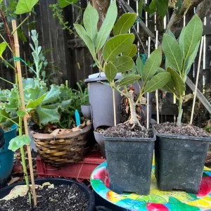 Live Bay Leaf Tree – Laurus Nobilis – 12 Inch Tall Culinary Herb Plant in 3-4 Inch Pot - Image 7