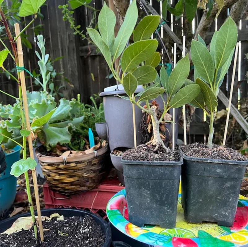 Live Bay Leaf Tree – Laurus Nobilis – 12 Inch Tall Culinary Herb Plant in 3-4 Inch Pot - Image 7