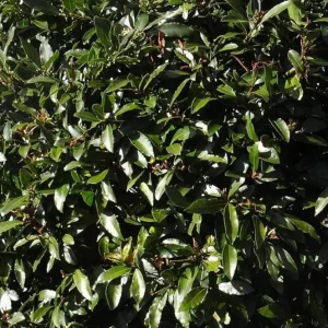 Live Bay Leaf Tree – Laurus Nobilis – 12 Inch Tall Culinary Herb Plant in 3-4 Inch Pot - Image 8