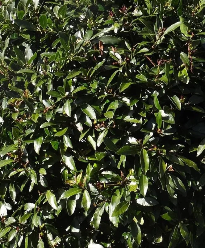 Live Bay Leaf Tree – Laurus Nobilis – 12 Inch Tall Culinary Herb Plant in 3-4 Inch Pot - Image 8