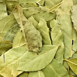 Live Bay Leaf Tree – Laurus Nobilis – 12 Inch Tall Culinary Herb Plant in 3-4 Inch Pot - Image 9