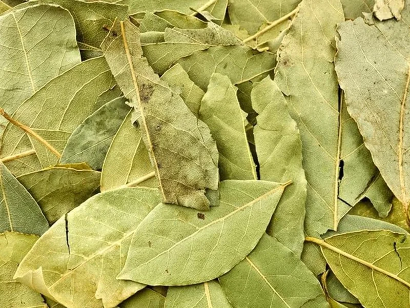 Live Bay Leaf Tree – Laurus Nobilis – 12 Inch Tall Culinary Herb Plant in 3-4 Inch Pot - Image 9