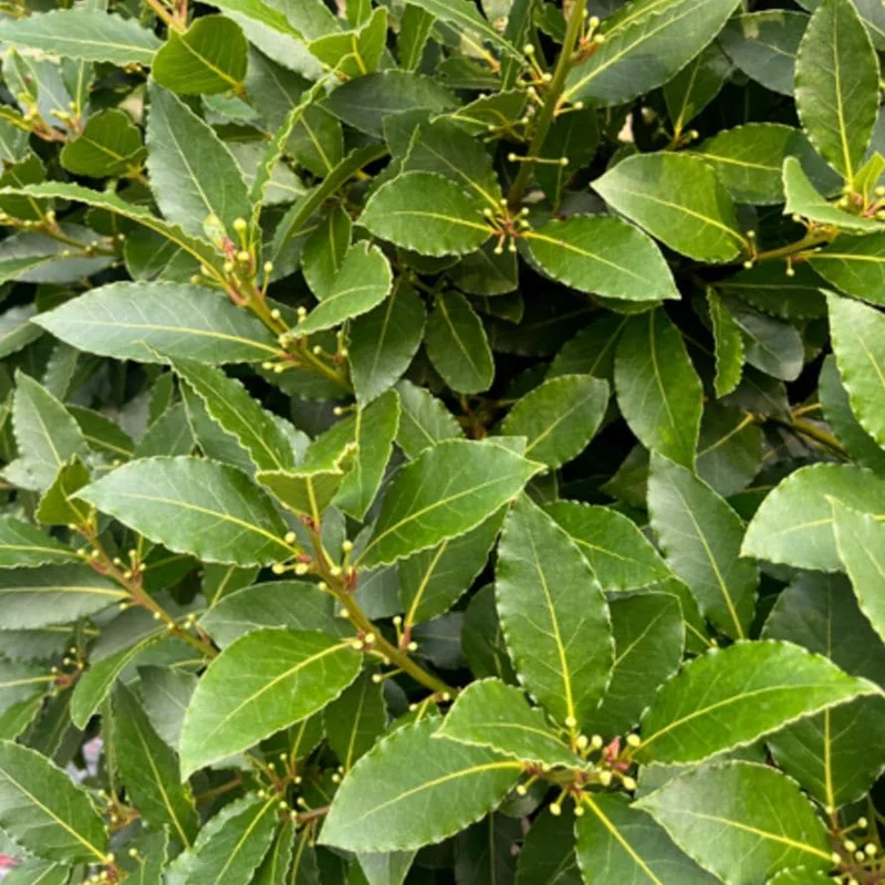 Live Bay Leaf Tree – Laurus Nobilis – 12 Inch Tall Culinary Herb Plant in 3-4 Inch Pot - Image 1
