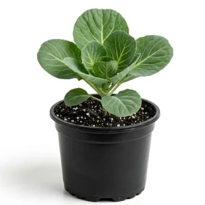 Live Cabbage Plant - Edible Vegetable Starter (4 Inch Pot) - Outdoor Garden - Image 1