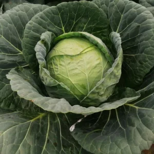Live Cabbage Plant - Edible Vegetable Starter (4 Inch Pot) - Outdoor Garden - Image 2