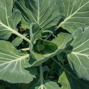 Live Cabbage Plant - Edible Vegetable Starter (4 Inch Pot) - Outdoor Garden - Image 3