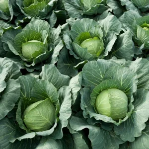 Live Cabbage Plant - Edible Vegetable Starter (4 Inch Pot) - Outdoor Garden - Image 4