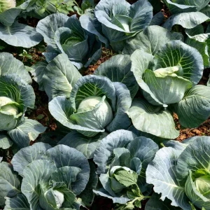 Live Cabbage Plant - Edible Vegetable Starter (4 Inch Pot) - Outdoor Garden - Image 5