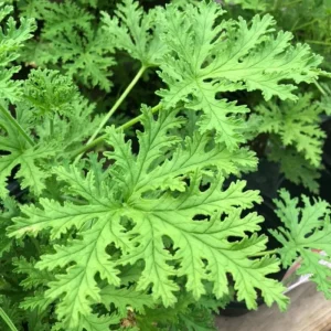 Live Citronella Plant – 4 Inch Pot – Fragrant Outdoor Patio & Garden Geranium - Image 3