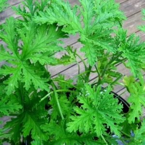 Live Citronella Plant – 4 Inch Pot – Fragrant Outdoor Patio & Garden Geranium - Image 4