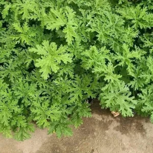 Live Citronella Plant – 4 Inch Pot – Fragrant Outdoor Patio & Garden Geranium - Image 5